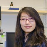 Heya Zhao