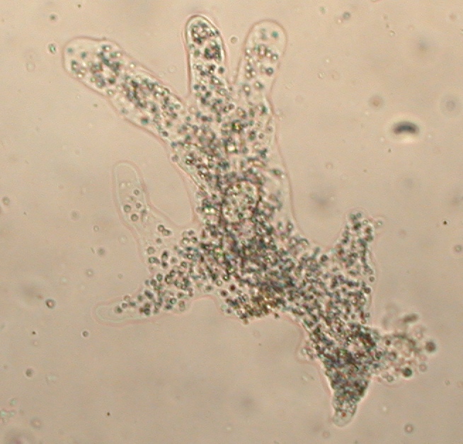 Paramecium Under Microscope 40x Labeled Micropedia.